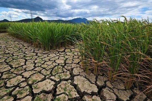 Binh Thuan declares Level 2 drought emergency