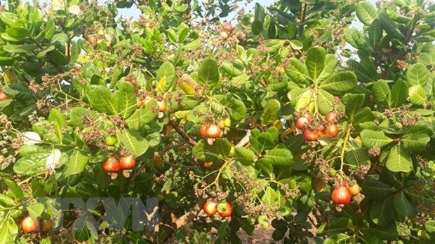 Cashew export expected to recover strongly after pandemic