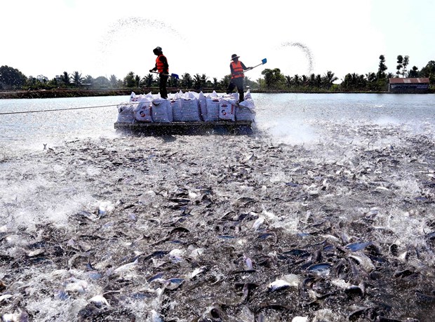 Tra fish industry may fully recover in Q3: directorate hinh anh 1