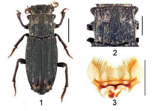 New insects discovered in Vietnam