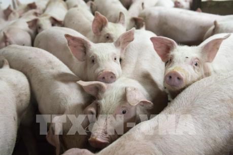 Vietnam to import live pigs to cut live hog prices at home