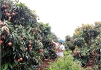 Japanese experts to arrive in Vietnam to examine lychee exports