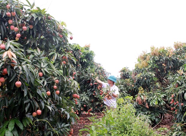 Japanese experts to arrive in Vietnam to examine lychee exports