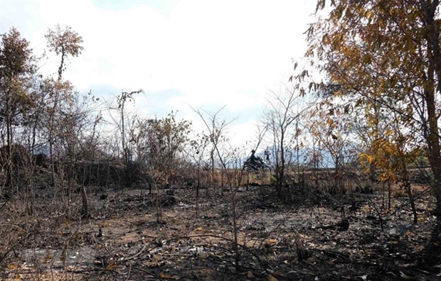 Khanh Hoa: 67,000ha of forest at high risk of fire