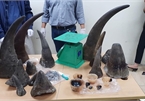 Man imprisoned for trafficking rhino horns