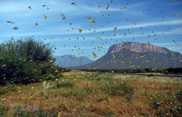 VN agriculture ministry gears up for possible attack of desert locusts