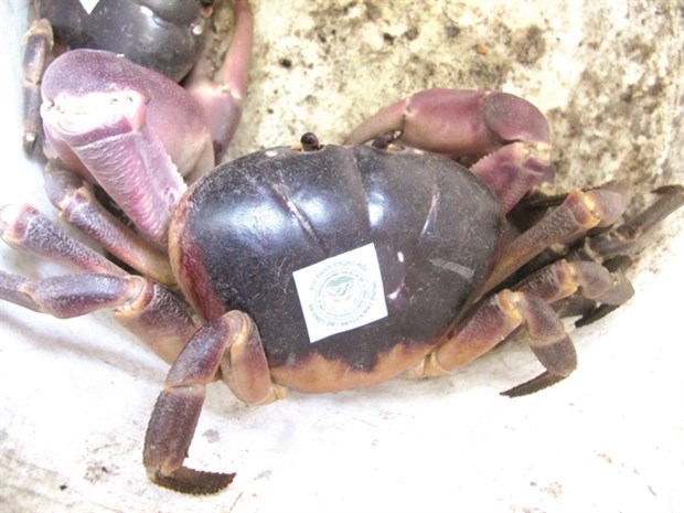 Sustainable crab catching a boon for islanders hinh anh 1