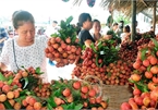 Vietnam's veggie, fruit exports exceed US$1.5 billion in H1