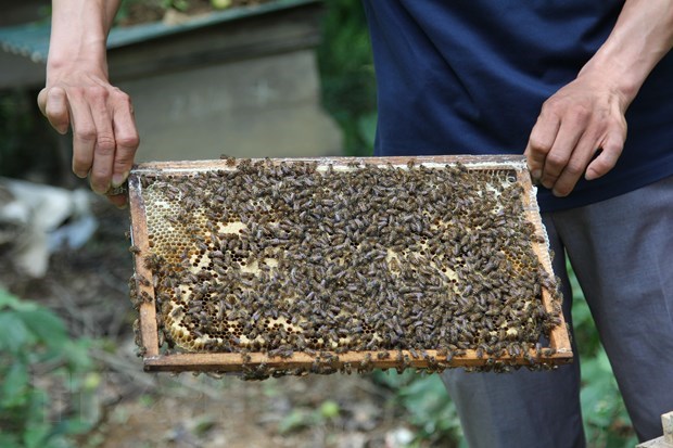 Beekeeping in Ca Mau recognised as national intangible heritage hinh anh 1