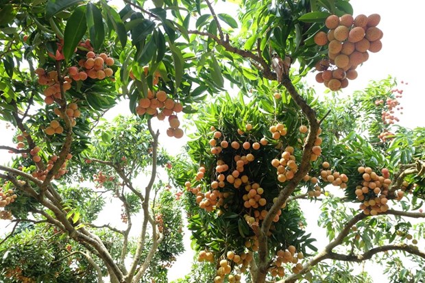 “Thieu lychee kingdom” looks to conquer demanding markets hinh anh 3