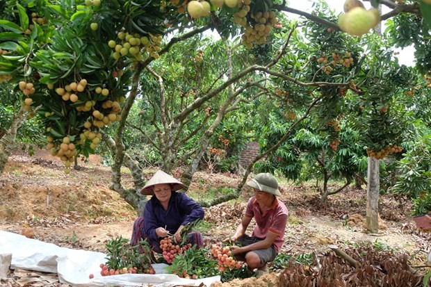 “Thieu lychee kingdom” looks to conquer demanding markets hinh anh 2