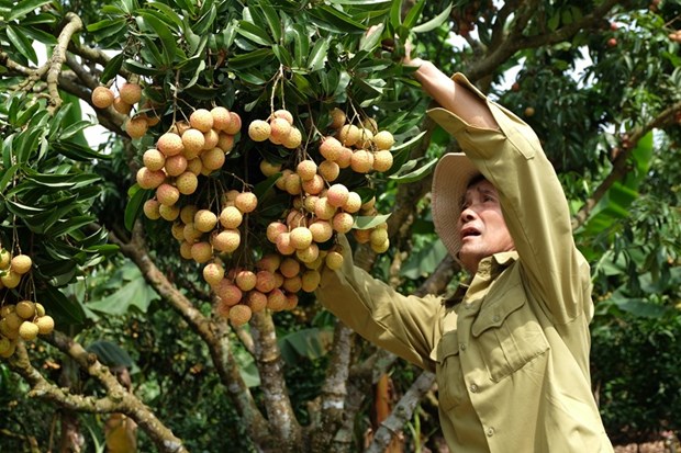“Thieu lychee kingdom” looks to conquer demanding markets hinh anh 1