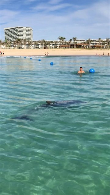 Dolphin stuns beachgoers at Cam Ranh Bay