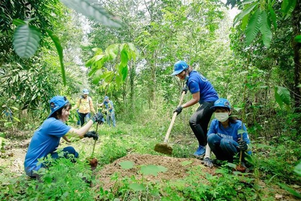 Vietnam ready to carry out REDD+ hinh anh 1