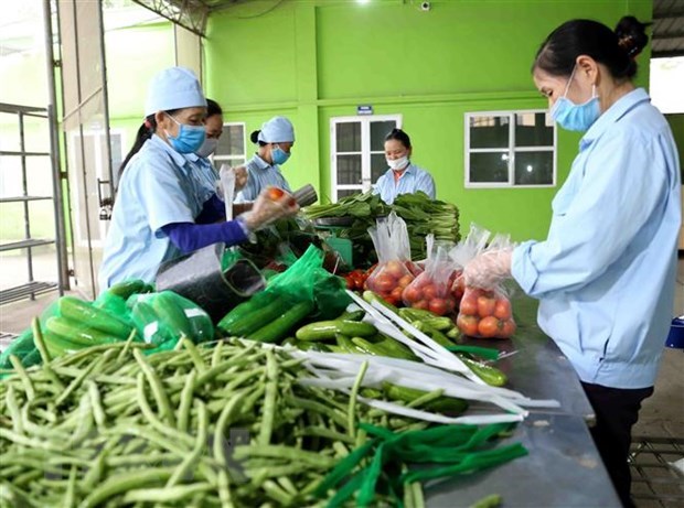 Cambodia yet to issue documents banning import of Vietnamese fruits, vegetables: ministry hinh anh 1