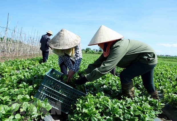 Mid-term rural, agricultural survey to begin on July 1 hinh anh 1
