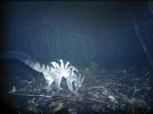 Endangered animals found in Bidoup-Nui Ba National Park hinh anh 1