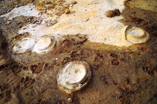 200-million-year-old mollusc fossils found in Gia Lai province