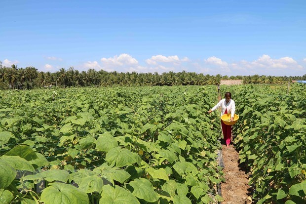 Mekong Delta province to help farmers with $1.7 million for drought, saltwater