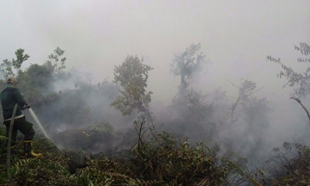 ASEAN works to respond to transboundary haze pollution hinh anh 1