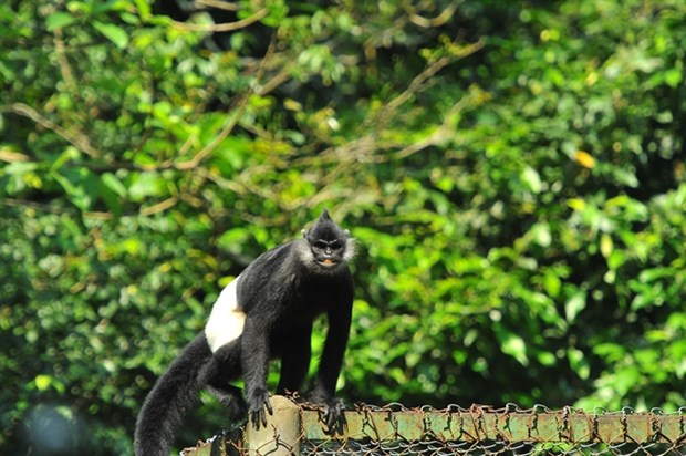 PM calls for action to protect endangered langurs in Ha Nam hinh anh 1