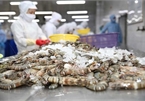 Minh Phu opposes US anti-dumping duty on frozen shrimp