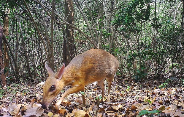 Vietnam enhances cooperation to reduce biodiversity loss