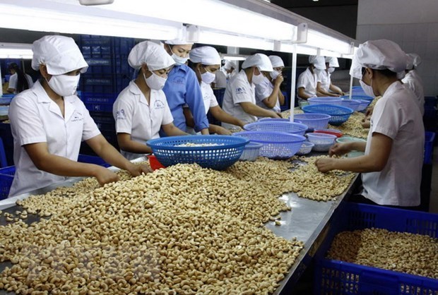 Vietnam remains world’s largest producer, exporter of cashew nuts hinh anh 1