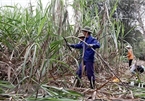 VN sugar industry calls for fair competition