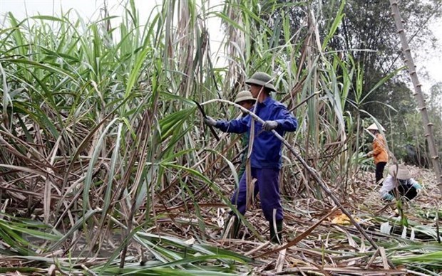 VN sugar industry calls for fair competition