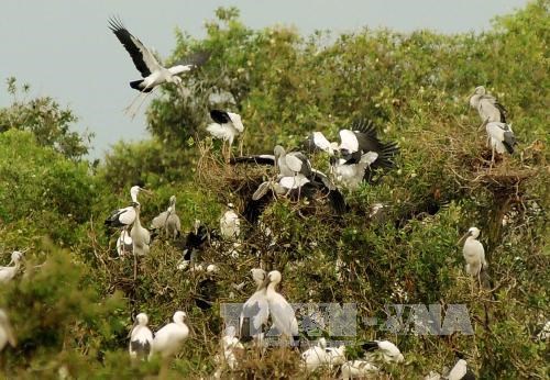Mekong Delta faces decline in wild birds, fish and plants
