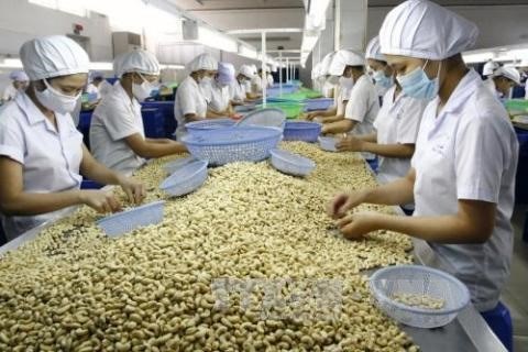 Vietnam remains world's top cashew exporter