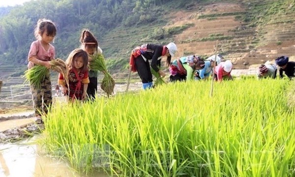 Vietnam’s child labour rate 2 percentage points lower than region’s average: survey hinh anh 1
