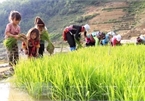 Vietnam’s child labour rate 2 percentage points lower than region’s average: survey