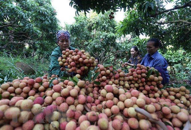 Agricultural sector shows strong performance in tough year: experts hinh anh 1