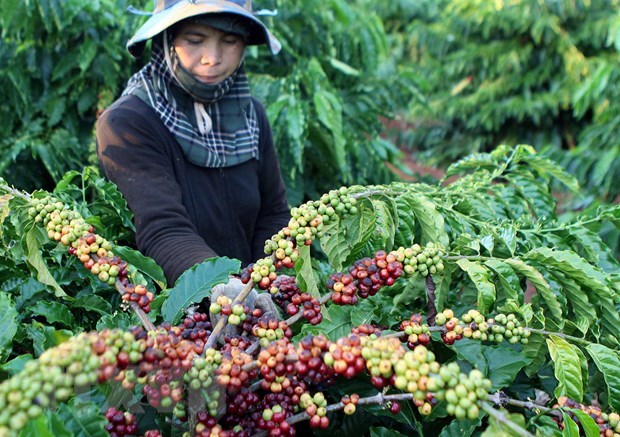 Vietnam exports over 1.7 million tonnes of coffee in 2020 hinh anh 1