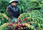 Vietnam exports over 1.7 million tonnes of coffee in 2020