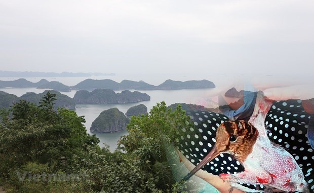 Vietnam cracks down on poaching of migratory birds hinh anh 1