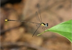 New damselfly species found in central Vietnam