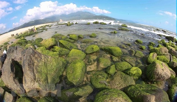 Nam O Reef, the green pearl of Da Nang hinh anh 1