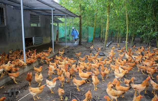 Vietnam warned to stay vigilant with influenza A (H5N8)