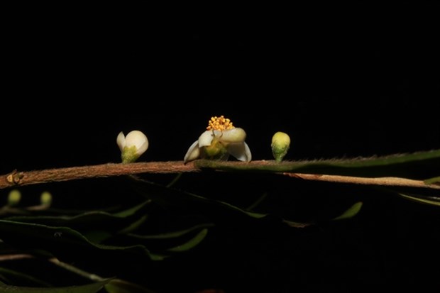 New species of plants found in Lam Dong province hinh anh 1