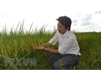 PAN Group entrusted with protection of ST24 and ST25 rice trademarks in int'l markets
