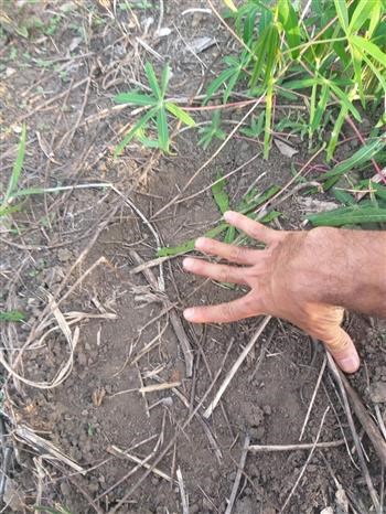 Wild elephants re-appear in Gia Lai province hinh anh 1