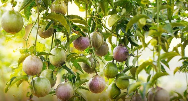 Vietnam, Australia eye closer ties in economy, trade, investment