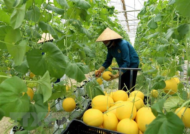 Australia helps Vietnam develop hi-tech agriculture hinh anh 1