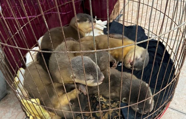 Nearly 480 wild animals rescued in H1 hinh anh 1