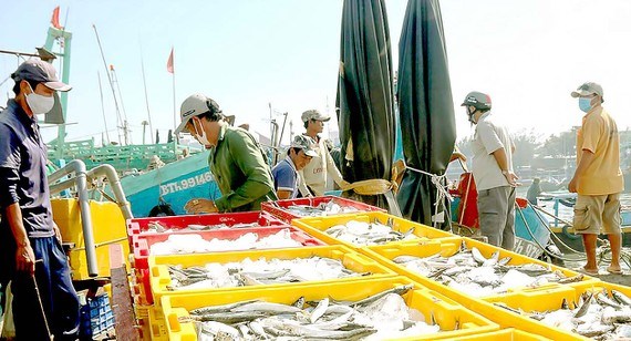 Binh Thuan fishing industry thrives amid pandemic hinh anh 1