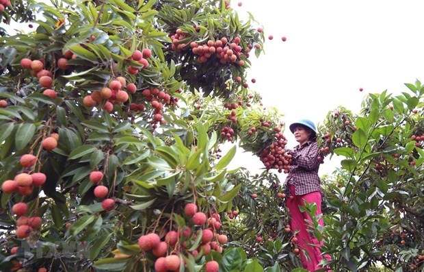 MoU signed to boost Vietnam-China fruit trading hinh anh 1
