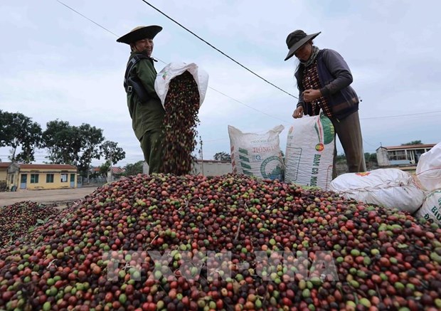 Vietnam's coffee exports to RoK likely to increase hinh anh 1